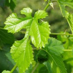 Fig Leaf