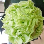 يېشىل چاي