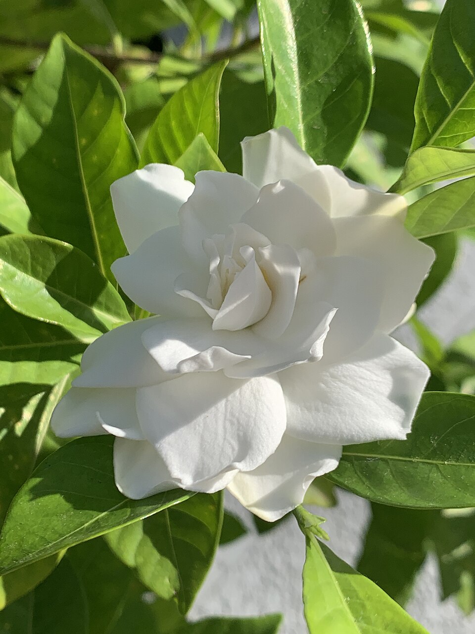گاردېنيا