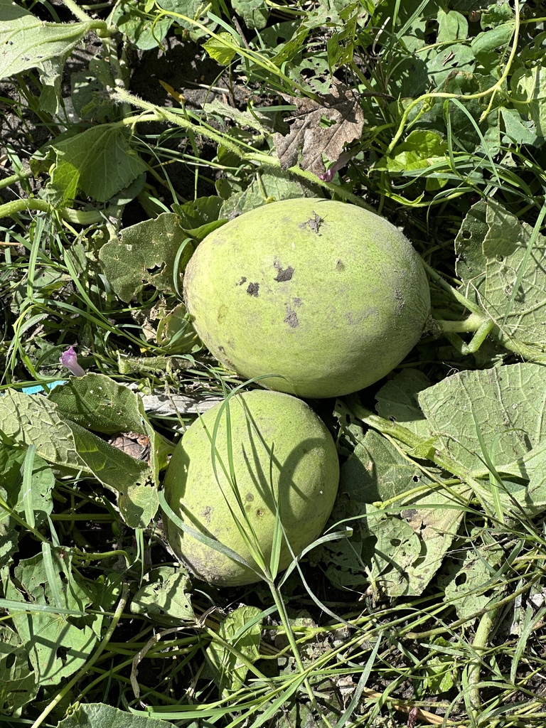 قوغۇن
