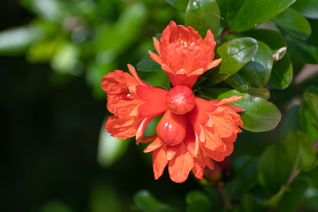 Pomegranate